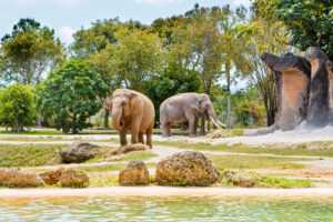 גן החיות של מיאמי (Zoo Miami) - כרטיסים, מחירים, טיפים וכל הפרטים!
